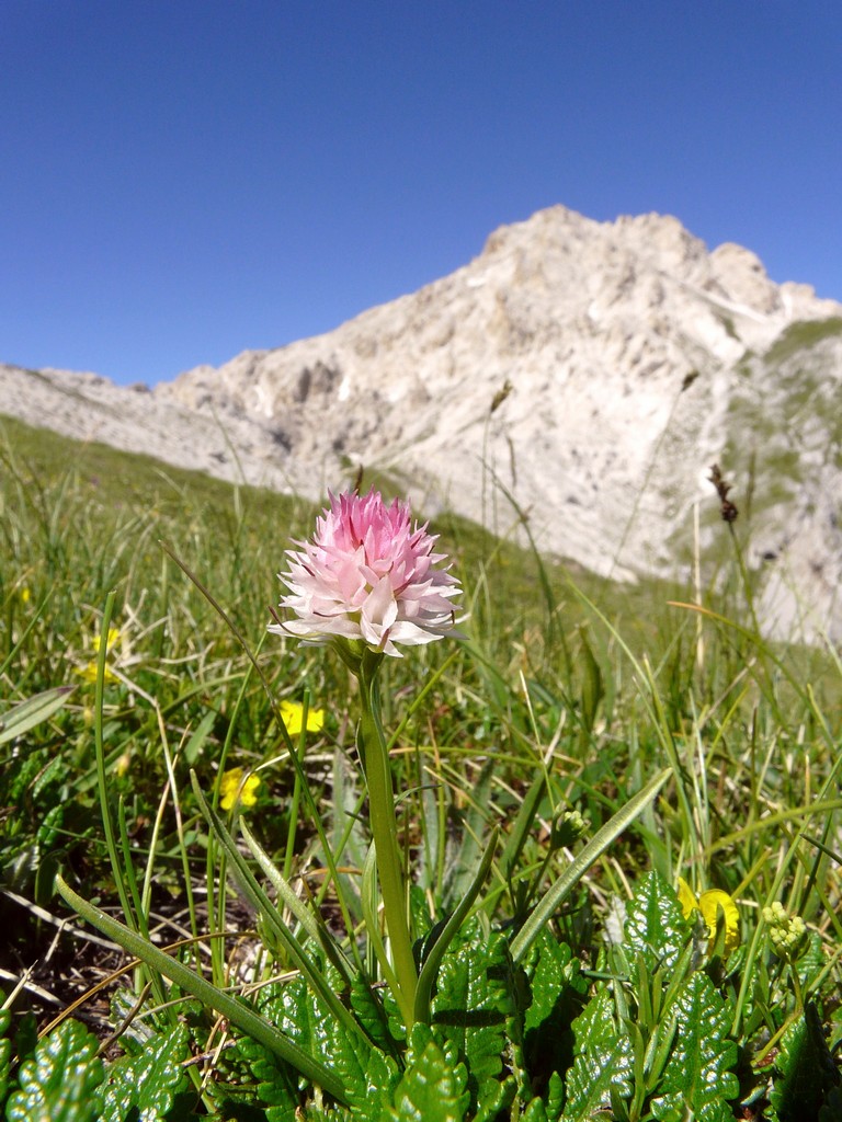 Il Gran Sasso e le orchidee - il mio omaggio al Gigante dellAppennino.